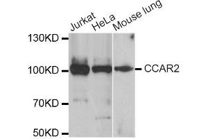 Western blot analysis of extracts of various cell lines, using CCAR2 antibody. (CCAR2 antibody)
