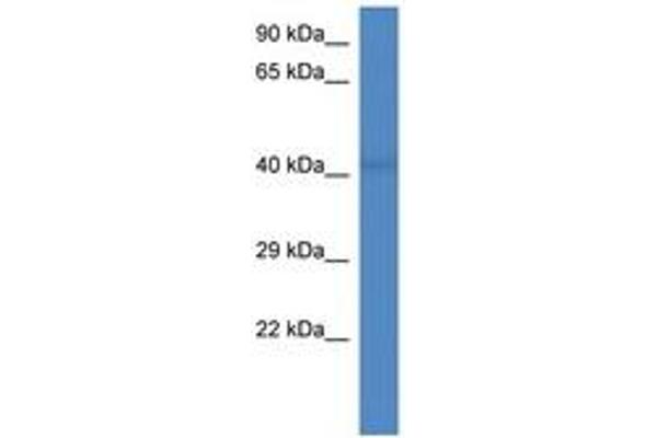 PCID2 antibody  (AA 168-217)