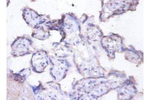 Immunohistochemistry of paraffin-embedded human placenta tissue using ABIN7157820 at dilution of 1:100 (MFGE8 antibody  (AA 25-334))