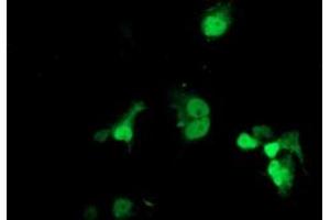 Anti-LSM1 mouse monoclonal antibody (ABIN2454726) immunofluorescent staining of COS7 cells transiently transfected by pCMV6-ENTRY LSM1 (RC200288). (LSM1 antibody  (AA 1-133))