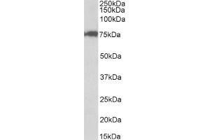 ABIN1590040 (0. (CSTF3 antibody  (Internal Region))
