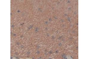 IHC-P analysis of Rat Tissue, with DAB staining. (FGF10 antibody  (AA 37-215))