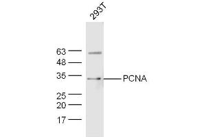 293T lysates probed with PCNA Polyclonal Antibody, Unconjugated  at 1:300 dilution and 4˚C overnight incubation. (PCNA antibody  (AA 185-261))