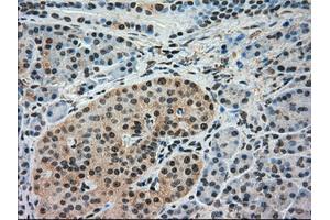 Immunohistochemical staining of paraffin-embedded pancreas tissue using anti-IRF3mouse monoclonal antibody. (IRF3 antibody)