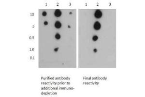 Dot Blot of Rabbit Histone H3 [Sym-dimethyl Arg2, Dimethyl Lys4] Antibody. (Histone 3 antibody  (H3K4me2, H3R2me2s))