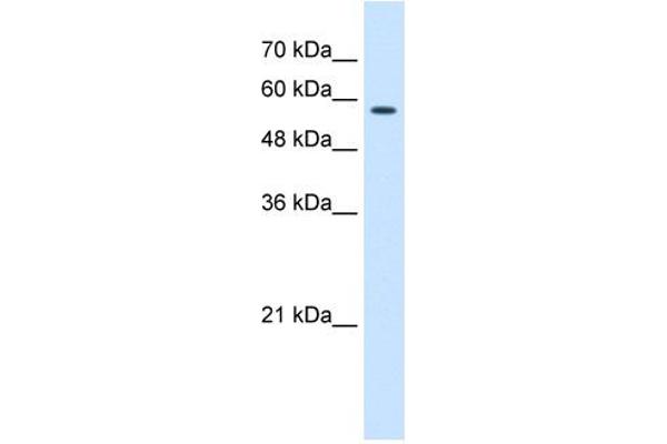 CCT8 antibody  (C-Term)
