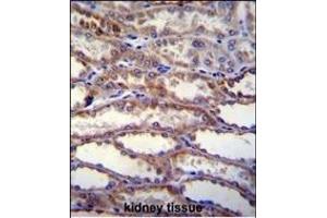 SHISA3 Antibody (C-term) (ABIN655742 and ABIN2845188) immunohistochemistry analysis in formalin fixed and paraffin embedded human kidney tissue followed by peroxidase conjugation of the secondary antibody and DAB staining. (SHISA3 antibody  (C-Term))