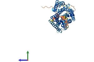 AlphaFold protein structure predicition of Human Recombinant SLC38A3 Protein, UniprotID Q99624 (SLC38A3 Protein (AA 1-504) (His tag))