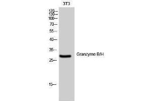 Western Blotting (WB) image for anti-Granzyme B/H (N-Term) antibody (ABIN3180658) (Granzyme B/H (N-Term) antibody)