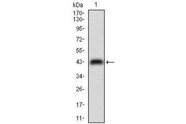 CDX2 antibody  (AA 176-303)