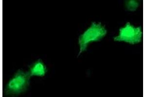 Anti-RBP1 mouse monoclonal antibody (ABIN2454526) immunofluorescent staining of COS7 cells transiently transfected by pCMV6-ENTRY RBP1 (RC214515). (RBP1 antibody)