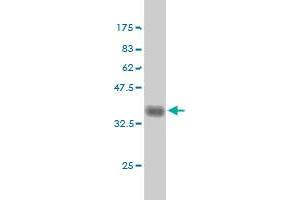 Western Blot detection against Immunogen (35. (FYN antibody  (AA 1-90))