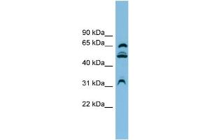 WB Suggested Anti-WDR1 Antibody Titration:  0. (WDR1 antibody  (N-Term))