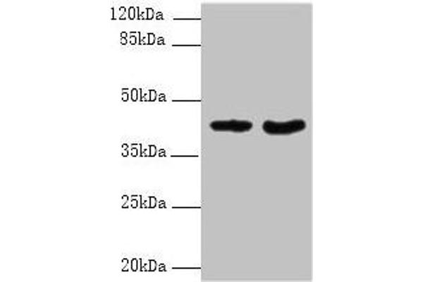 Dermokine antibody  (AA 1-137)