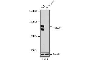 Western blot analysis of extracts from wild type (WT) and ST knockout (KO) HeLa cells, using ST antibody (ABIN7270305) at 1:1000 dilution. (STAT3 antibody)