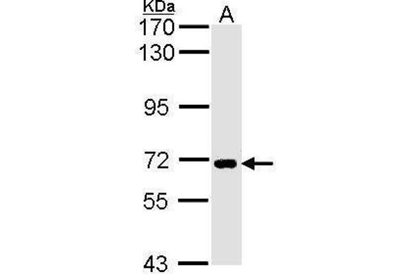 SLC20A1 antibody