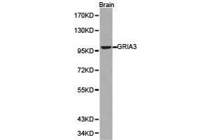 Western blot analysis of brian cell lysate using GRIA3 antibody. (Glutamate Receptor 3 antibody)