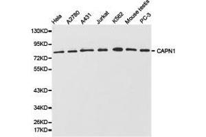 Western Blotting (WB) image for anti-Calpain 1, Large Subunit (CAPNL1) antibody (ABIN1871429)