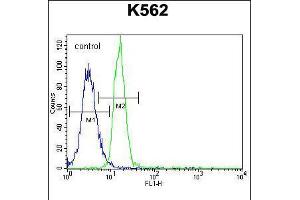 Flow cytometric analysis of K562 cells (right histogram) compared to a negative control cell (left histogram). (PTPN20A antibody  (AA 178-207))