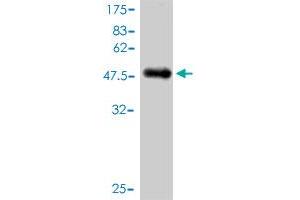 NUDT3 antibody  (AA 1-172)