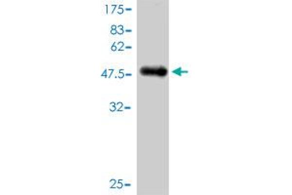NUDT3 antibody  (AA 1-172)