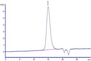 The purity of Human VEGF110, Tag Free (Hied) (ABIN4948987,ABIN4948990,ABIN6810029) was greater than 90 % as determined by . (VEGF110 (AA 27-136) (Active) Protein)