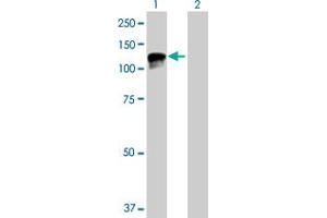 Western Blot analysis of TPO expression in transfected 293T cell line by TPO MaxPab polyclonal antibody. (Thyroperoxidase antibody  (AA 1-933))
