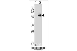 Western blot analysis of ALDH4A1 using rabbit polyclonal ALDH4A1 Antibody using 293 cell lysates (2 ug/lane) either nontransfected (Lane 1) or transiently transfected (Lane 2) with the ALDH4A1 gene. (ALDH4A1 antibody  (AA 288-314))