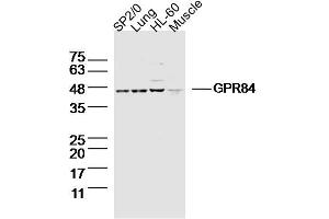 Lane 1: SP2/0 Cell lysates; Lane 2: Mouse lung lysates; Lane 3: HL-60 Cell lysates; Lane 4: Mouse muscle lysates; probed with GPR84 Polyclonal Antibody, unconjugated (bs-13507R) at 1:300 overnight at 4°C followed by a conjugated secondary antibody for 60 minutes at 37°C. (GPR84 antibody  (AA 1-100))