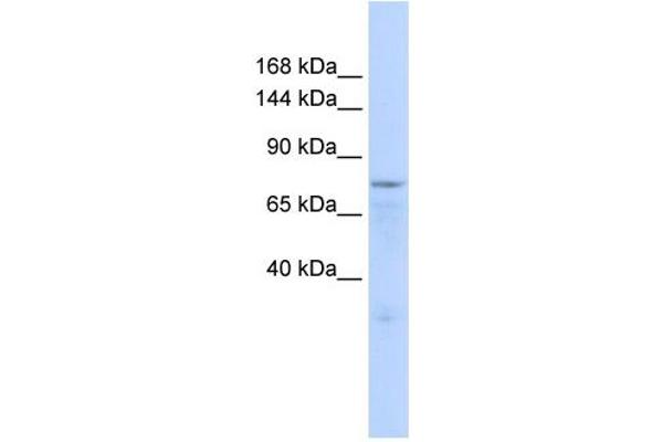 Zinc Finger Protein 62 (ZFP62) (Middle Region) antibody