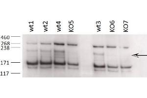 ABIN870646 (0. (ZCCHC11 antibody  (Internal Region))