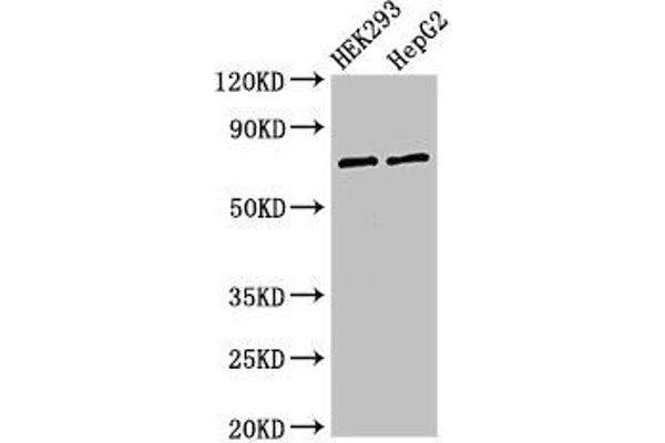 GTPBP4 antibody  (AA 347-634)