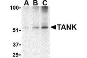 Western blot analysis of TANK in Daudi cell lysate with this product at (A) 0. (TANK antibody  (C-Term))