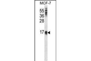 LY6E Antibody (Center) (ABIN657739 and ABIN2846723) western blot analysis in MCF-7 cell line lysates (35 μg/lane). (LY6E antibody  (AA 41-70))