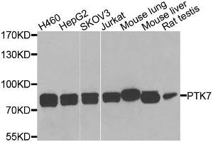 Western blot analysis of extracts of various cells, using PTK7 antibody. (PTK7 antibody)