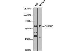 Western blot analysis of extracts of various cell lines, using CHRNA6 antibody (ABIN6293955) at 1:1000 dilution. (CHRNA6 antibody)