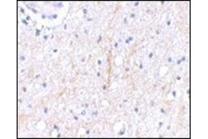 Immunohistochemical staining of human brain tissue using AP30681PU-N at 2.