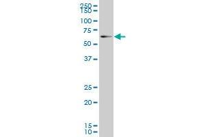 EOMES monoclonal antibody (M13), clone 1A7 Western Blot analysis of EOMES expression in IMR-32 . (EOMES antibody  (AA 461-569))