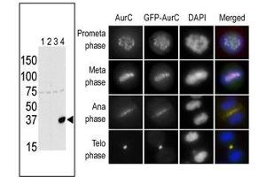 The anti-Aurora C Pab f is used in Western blot to detect Aurora C in lysates of 293 cells expressing Flag tag (lane 1), Flag-tagged Aurora A (lane 2), Flag-tagged Aurora B (lane 3) or Flag-tagged Aurora C (lane 4). (Aurora Kinase C antibody  (N-Term))