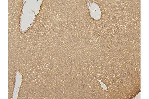 IHC analysis of CYP2C19 using anti-CYP2C19 antibody (ABIN6719471).