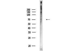 anti-Cyclic Nucleotide Gated Channel alpha 3 (CNGA3) (N-Term) antibody