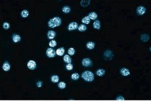 Immunofluorescence staining of HL-60 cells (Human promyelocytic leukemia, ATCC CCL-240).