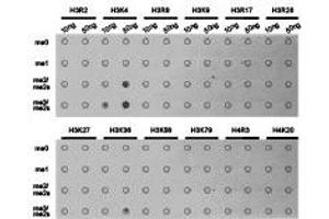 Dot-blot analysis of all sorts of methylation peptides using H3K4me3 antibody. (Histone 3 antibody  (H3K4me3))