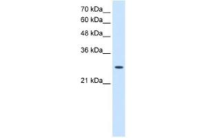 AK2 antibody used at 2. (Adenylate Kinase 2 antibody  (N-Term))