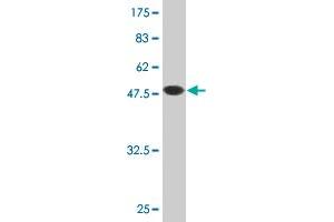 RERG antibody  (AA 1-199)