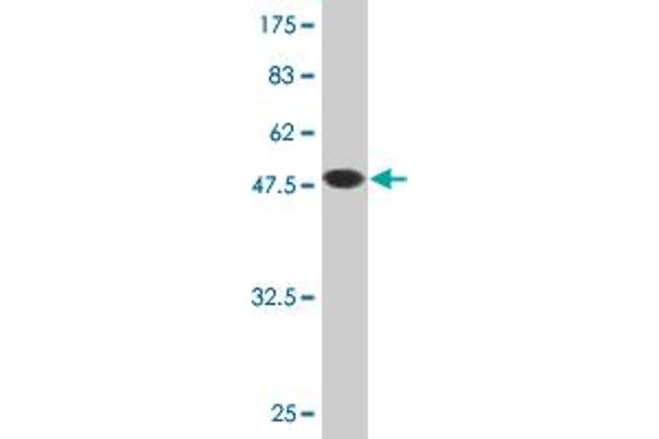 RERG antibody  (AA 1-199)
