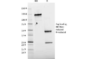 SDS-PAGE Analysis Purified Phospho c-Jun Mouse Monoclonal Antibody (C-J 4C4/1). (C-JUN antibody)