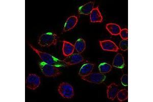 Immunofluorescence analysis of HepG2 cells using NRCAM mouse mAb (green). (NrCAM antibody  (AA 1192-1255))