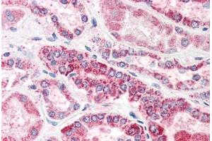 Human Kidney (formalin-fixed, paraffin-embedded) stained with GULP1 antibody ABIN337003 at 5 ug/ml followed by biotinylated anti-goat IgG secondary antibody ABIN481715, alkaline phosphatase-streptavidin and chromogen. (GULP1 antibody  (AA 291-304))