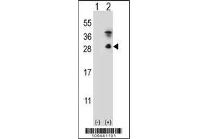 Western blot analysis of KLK7 using rabbit polyclonal KLK7 Antibody (S172) using 293 cell lysates (2 ug/lane) either nontransfected (Lane 1) or transiently transfected (Lane 2) with the KLK7 gene. (Kallikrein 7 antibody  (C-Term))